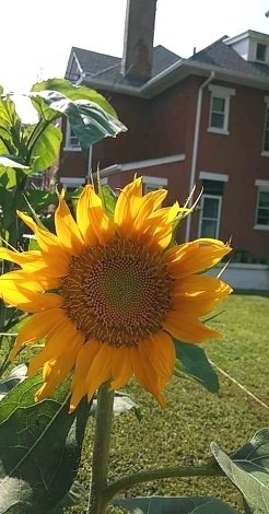 sunflower plz
