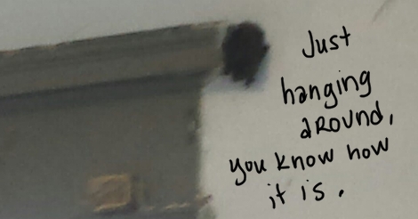 Blurry photo of a little brown bat hanging on the wall. It says "just hanging around, you know how it is."
