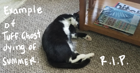 An example of Tuff Ghost dying of summer. That's what the photo says as a tuxedo cat, Tuffo, lies on his side on the floor.