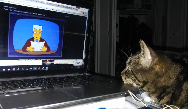Dark tabby cat lays on a bed, with her chin on the corner of a laptop. The laptop is playing Kent Brockman, from the Simpsons, and she is watching it with interest.