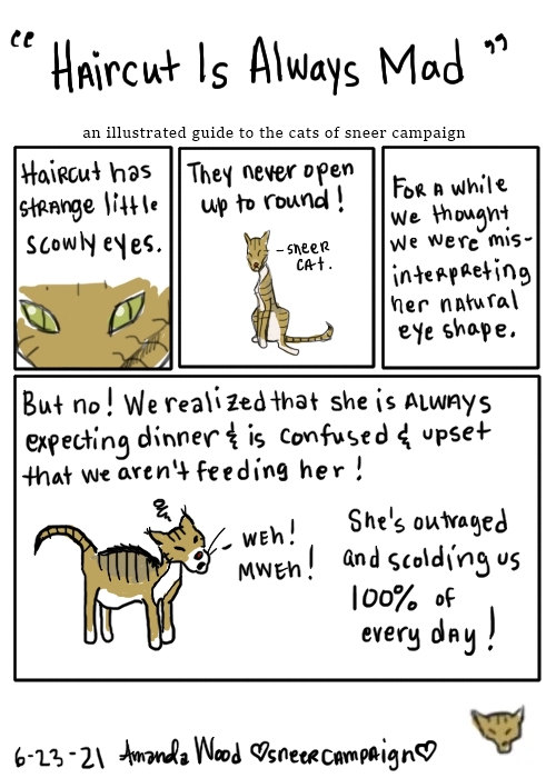 This is a comic about Haircut the Cat. It is titled "Haircut is always mad." In panel one, it is a close up of her angular squinted eyes. The words say "haircut has strange little scowly eyes." The next panel, there is a drawing of her farther back, looking very disapproving. The words say "they never open up to round!" There is an arrow pointing to her and she is labeled Sneer Cat. The third panel is only words. They say "for a while we thought we were misinterpreting her natural eye shape."

The large panel at the bottom explains: "But no! We realized that she is always expecting dinner and is confused and upset that we aren't feeding her! She is outraged and scolding us 100% of every day!" Accompanying this is a drawing of her looking angry and chubby and saying "weh! mweh!" which is kind of how her meows go.
