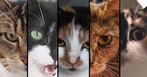 A small image where 5 slivers of 5 cats faces are arranged vertically one next to the other. From left to right: tabby cat, black tuxedo cat, calico cat, tortoise shell cat, and another calico cat.