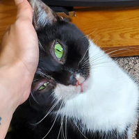 Small square image of a black tuxedo cat with bright green eyes being petted on the head.