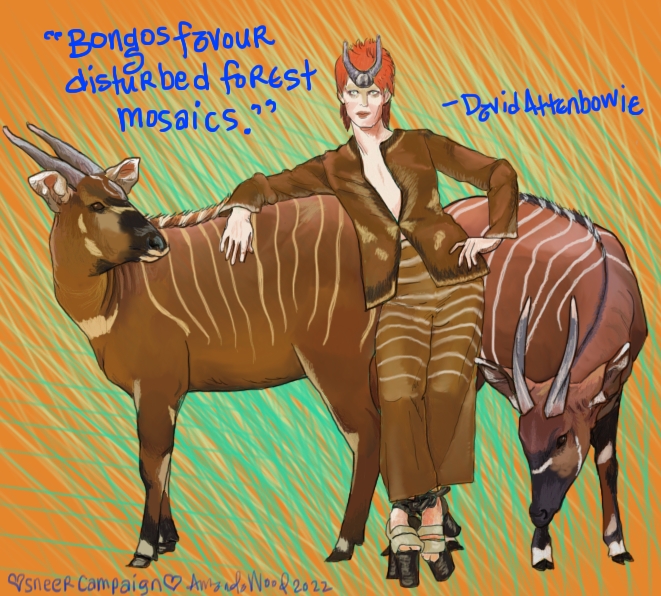 This is an illustration, sort of realistic in style, of David Attenbowie (who is just David Bowie) standing between two bongos, which are the largest of the forest-dwelling antelope. They have horns, and deep chestnut coats with thin white/yellow stripes on them. David Attenbowie is dressed in a silken suit with platform shoes -- the outfit matches the antelopes in color and pattern. He is quoted as saying, "Bongos favor disturbed forest mosaics."
